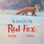 The Secret Life of the Red Fox