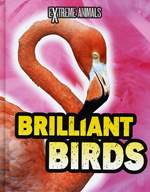 brilliant birds
