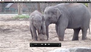Elephant Video