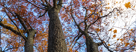 The Research Behind Reading Difficulties